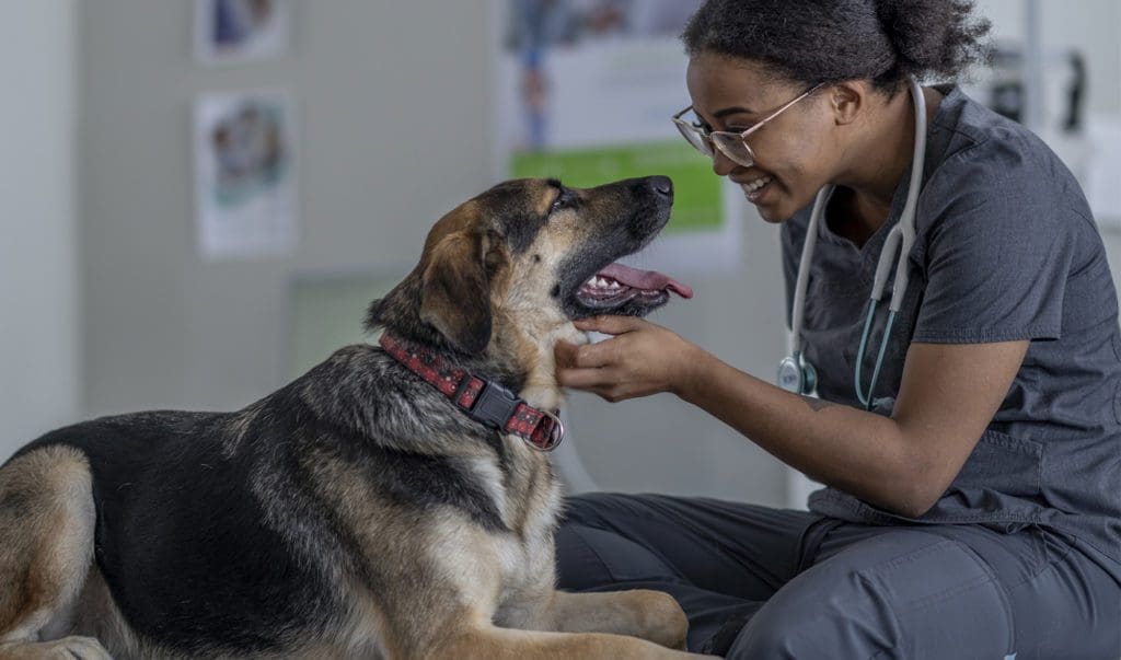 Vet With Mixed Breed Dog