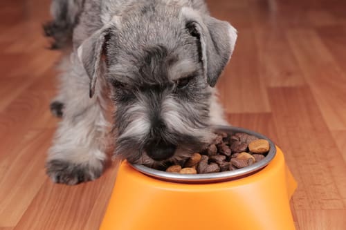 schnauzer-puppy-eating-dry-food-from-a-bowl-on-the-floor