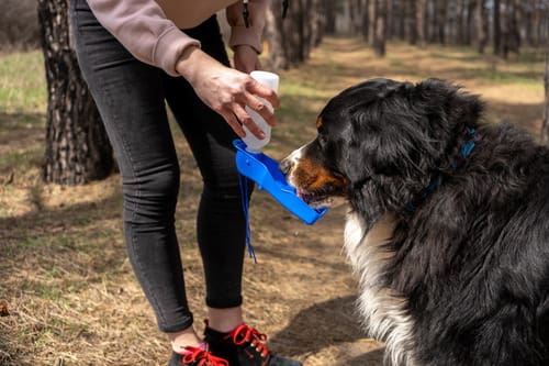 bernese-mountain-dog-drinking-from-portable-pet-drinking-bottle-while-hiking-with-female-owner
