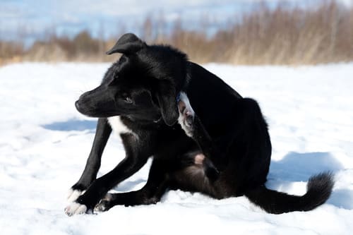 black-dog-scratching-herself-behind-the-ear-sitting-in-snow