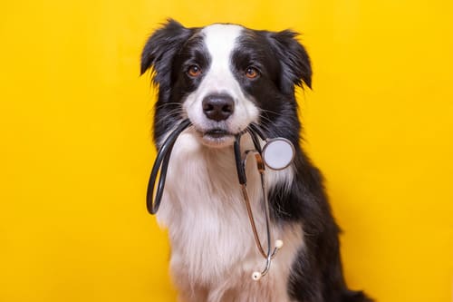 border-collie-holding-stethoscope-in-mouth-isolated-on-yellow-background