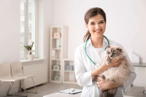 female-vet-holding-cat-at-clinic