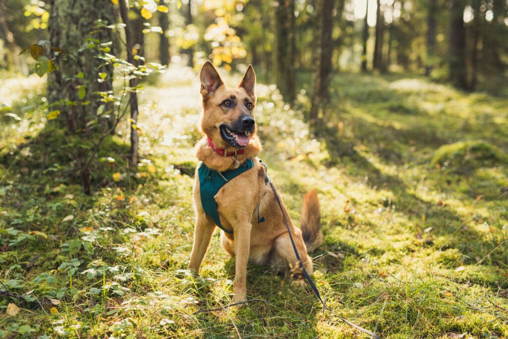 German Shepherd wearing harness in the woods