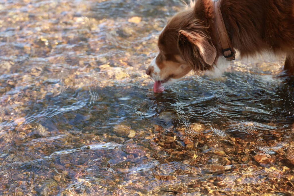 Dog drinking out of stream