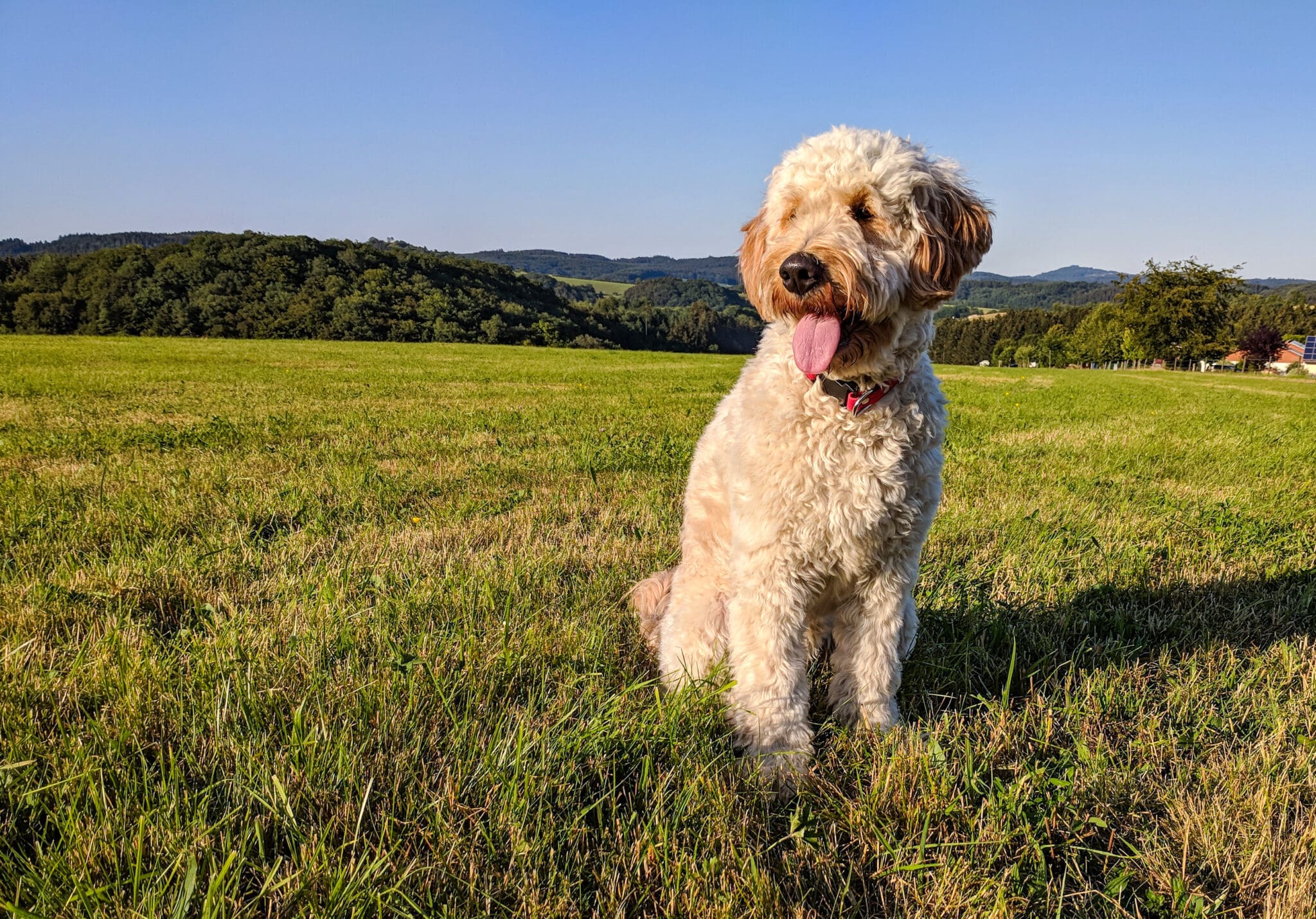 Goldendoodle in field Goldendoodle in field