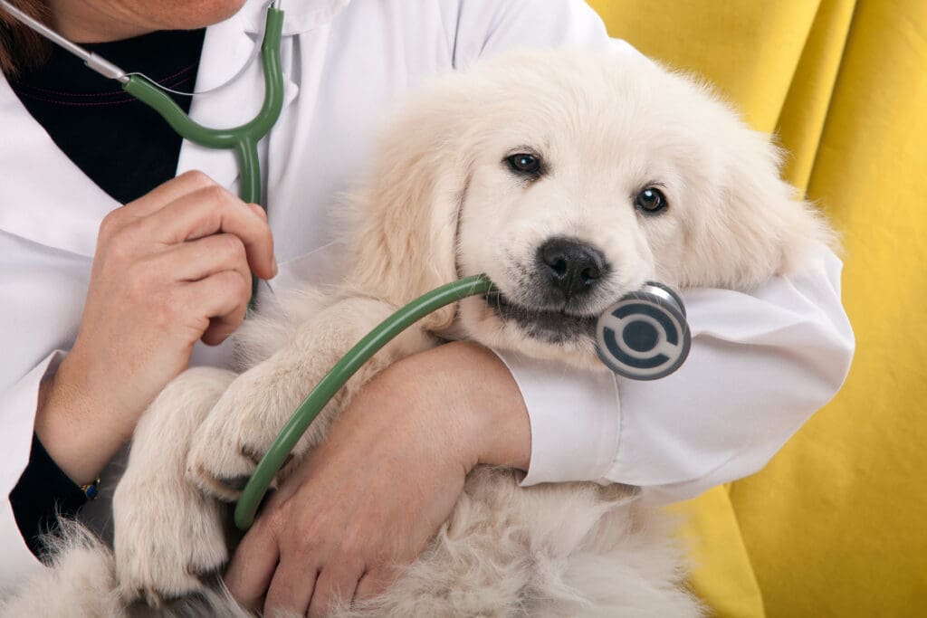 Puppy in vet's arms