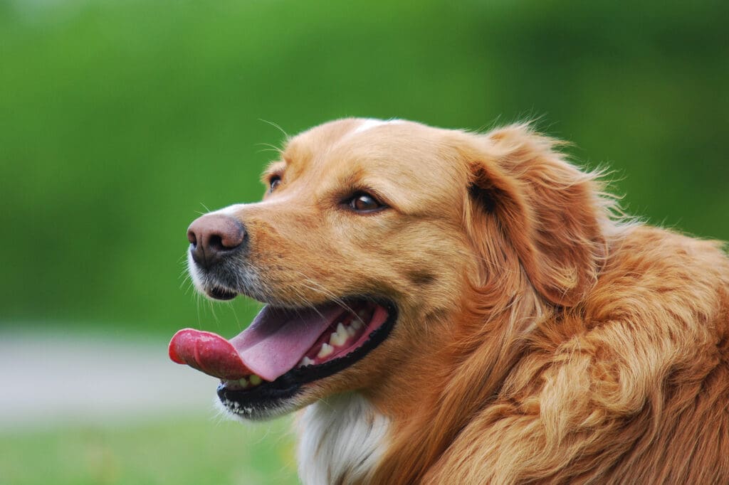 Panting Dog
