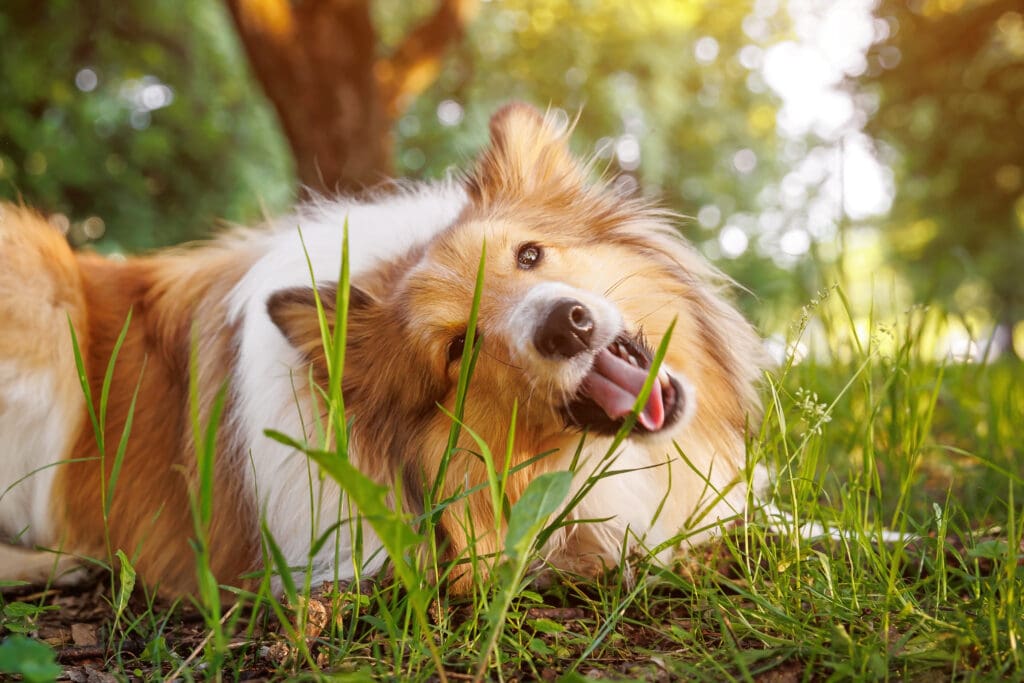 Dog eating grass