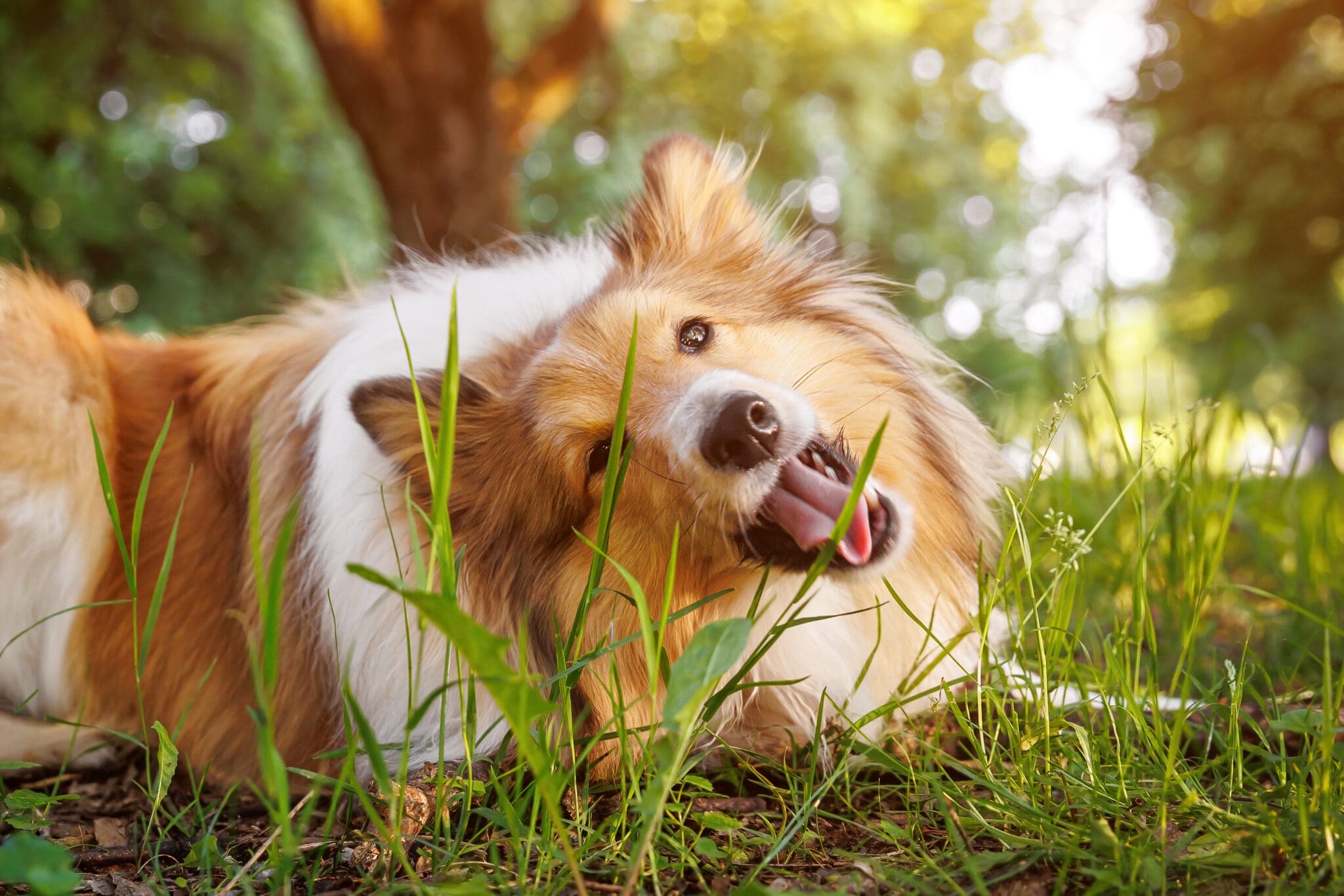 Dog eating grass Dog eating grass