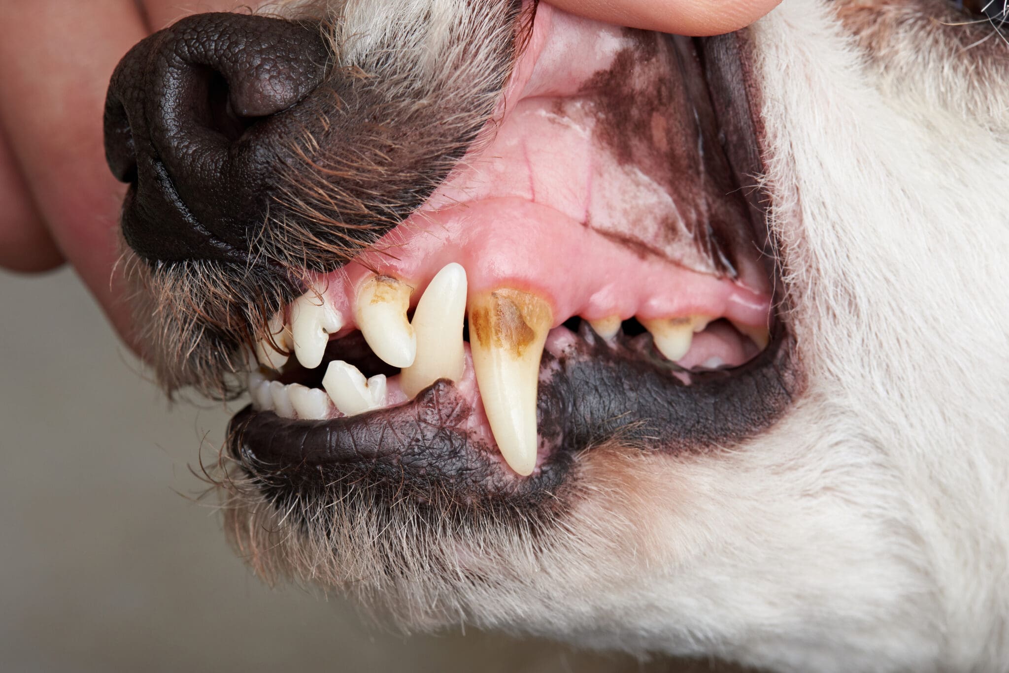 Dog Teeth and Gums