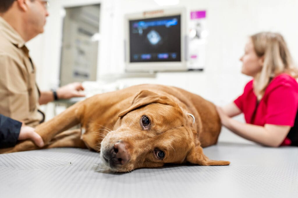 golden retriever getting ultrasound