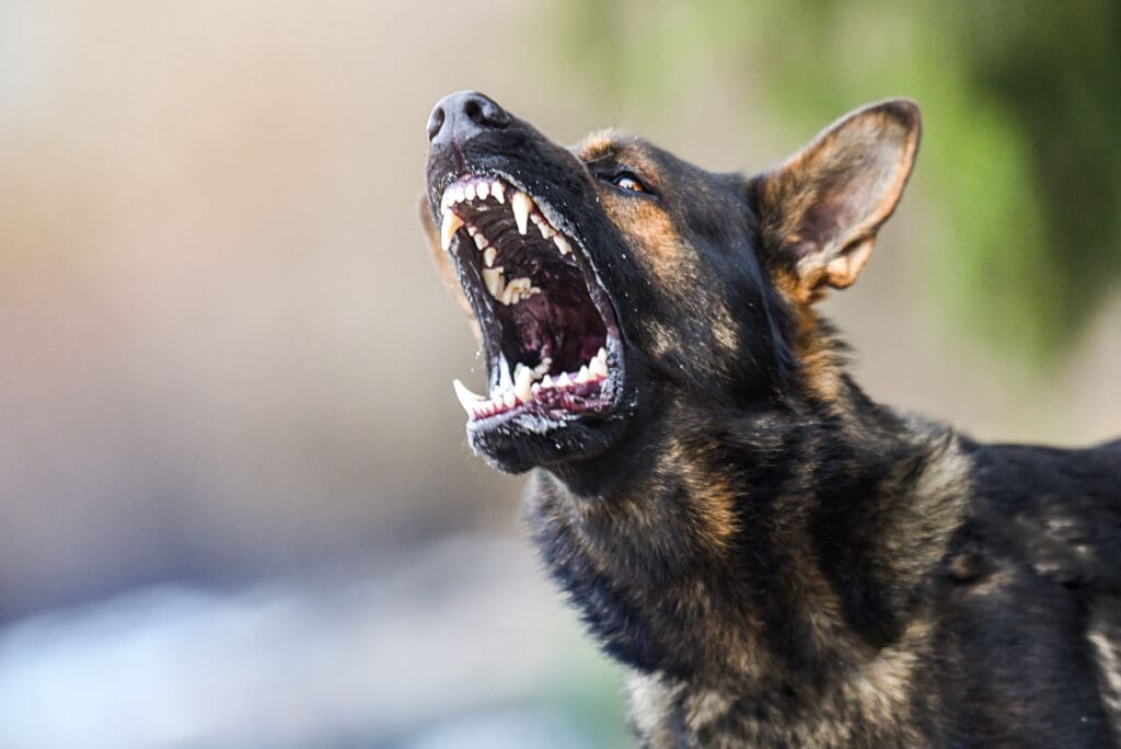 Aggressive German Shepherd