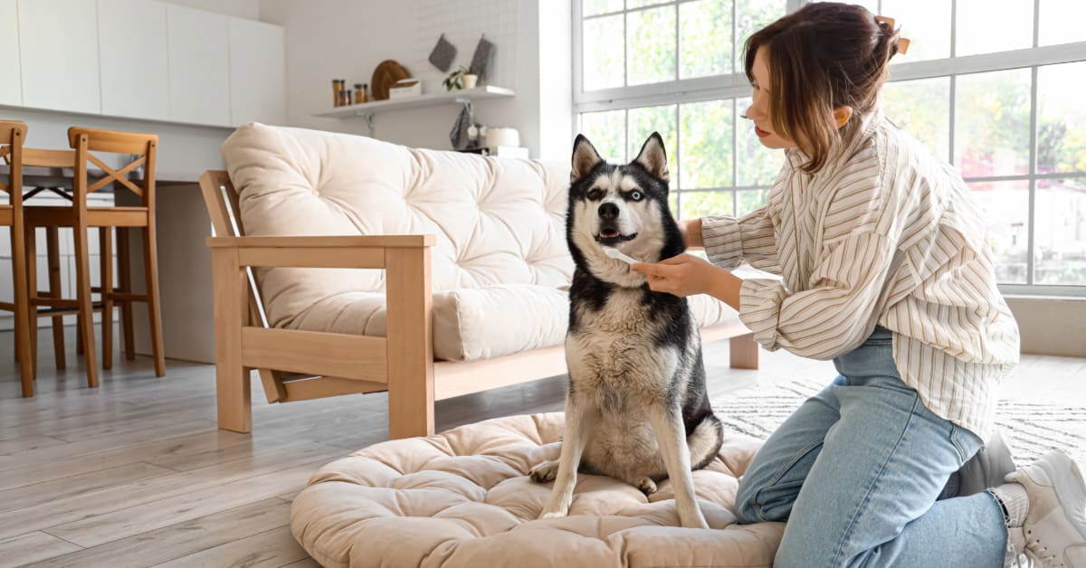 young woman about to brush her husky dog's teeth at home