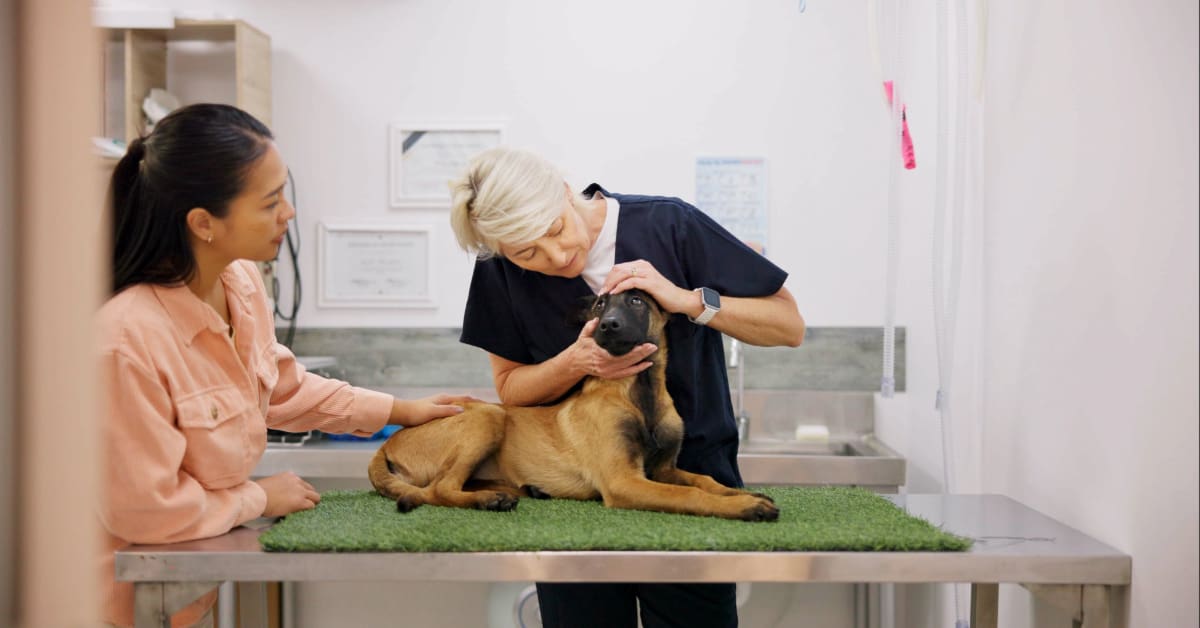 female owner pets dog during female vet's examination at the clinic