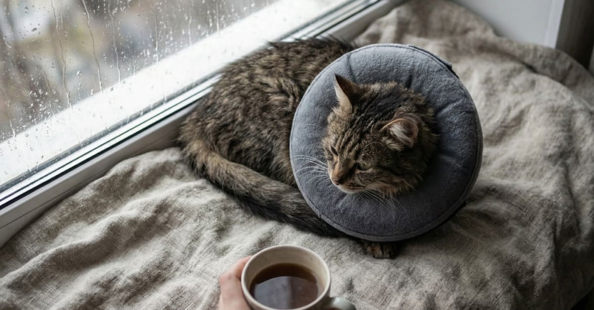 cat wearing an e-collar after spay/neuter surgery curled up on a cushion near the window