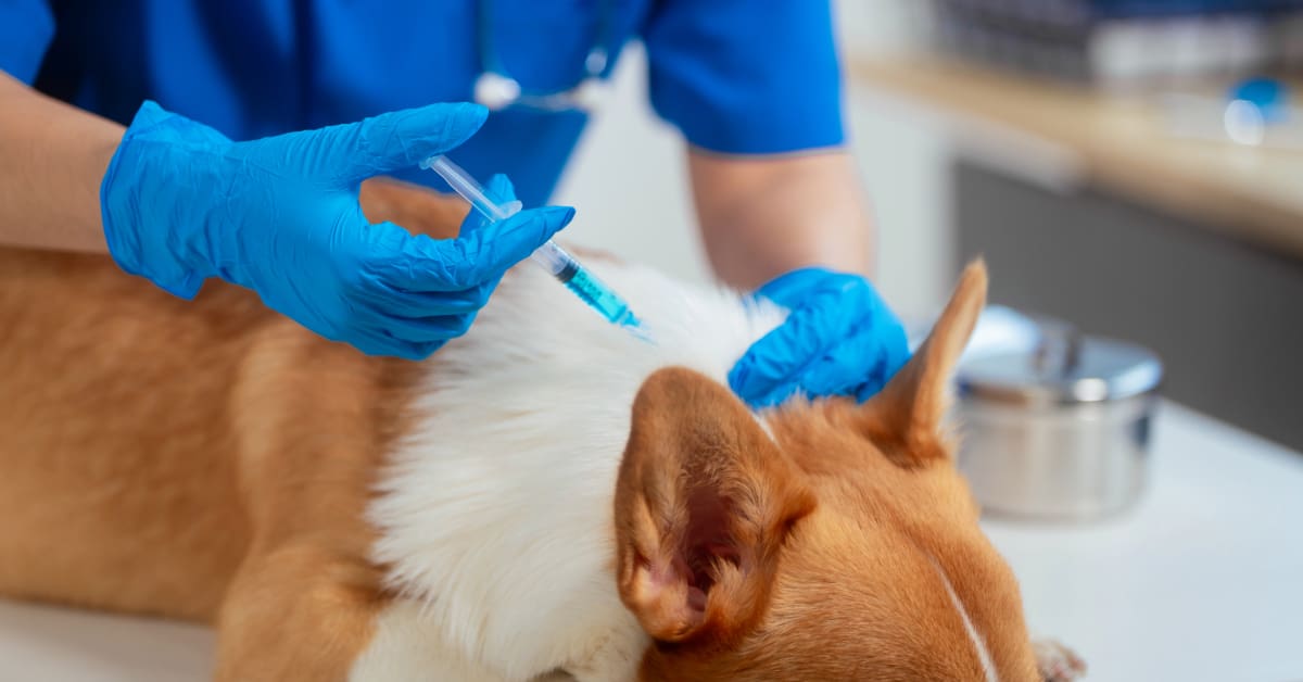 vet administering vaccine to corgi dog at clinic