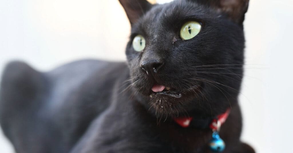 close up of black cat with saliva around their mouth