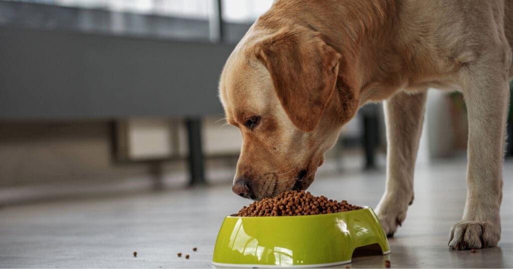 yellow labrador dog eating kibble from bowl on the floor