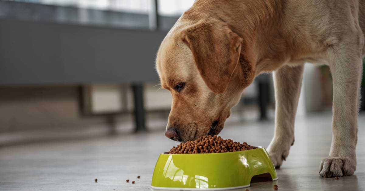 yellow labrador dog eating kibble from bowl on the floor