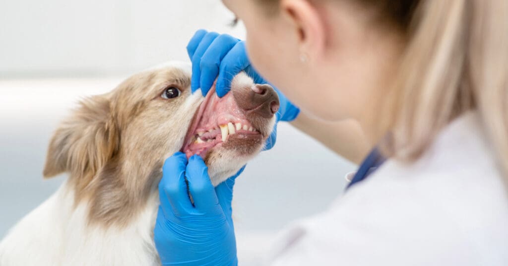 female vet examining dog's gums at clinic