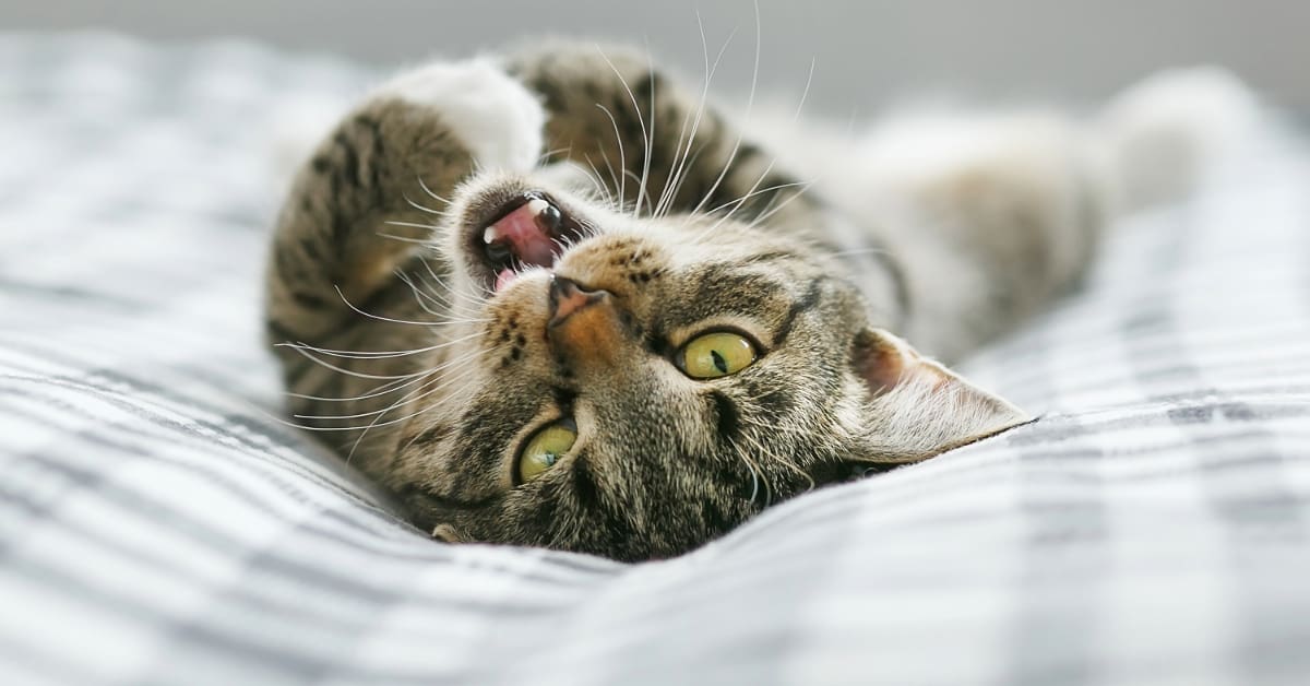 cat laying on the bed upside down while meowing