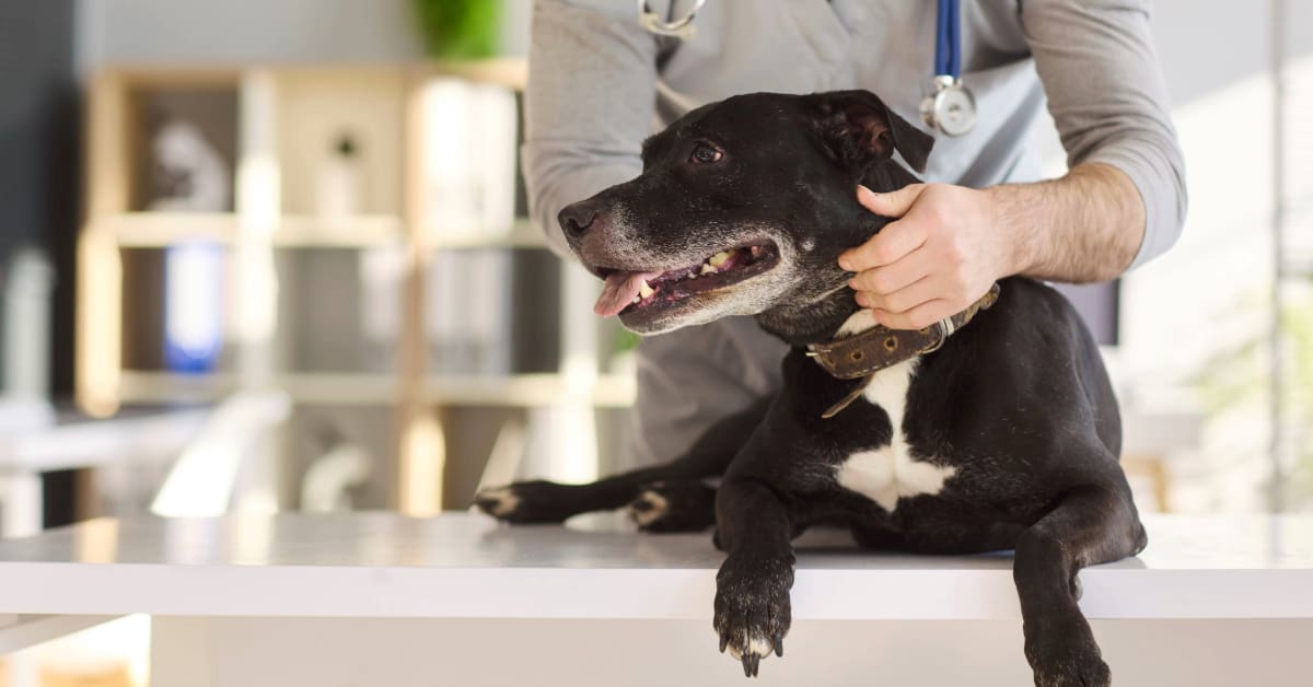 dog laying on the exam table at clinic