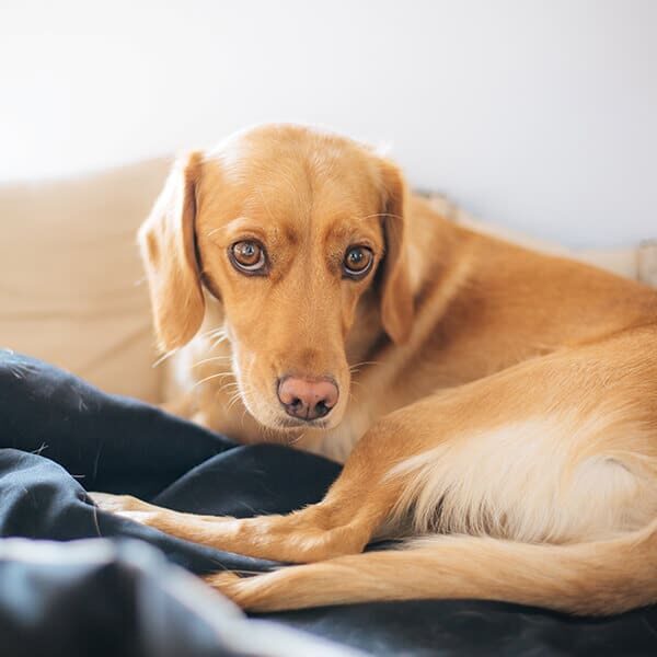 sick dog laying on blankets