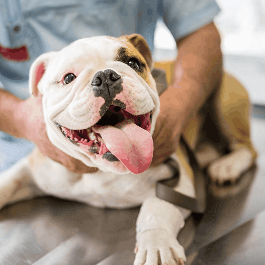 Bulldog At Vet