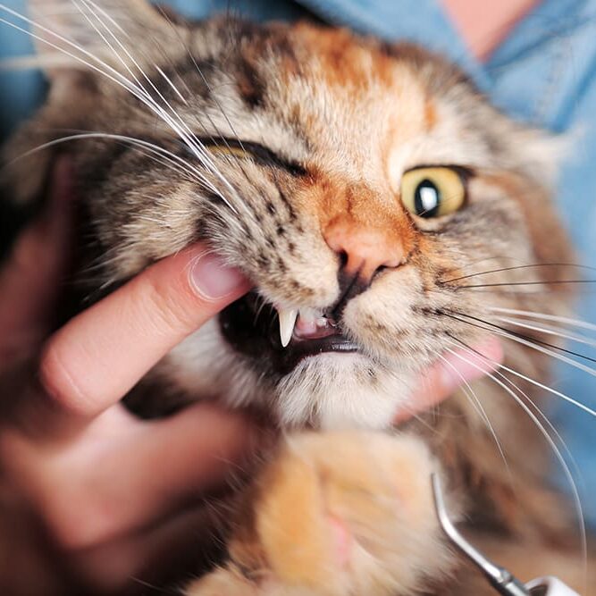 Cat Dental Cleaning