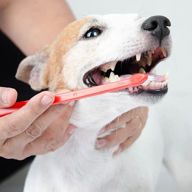 dog with toothbrush
